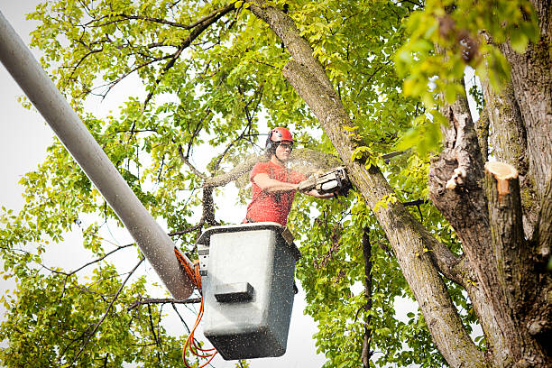 How Our Tree Care Process Works  in  Titusville, FL